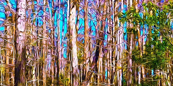 A Slice of Florida Trees by Impression Of Things